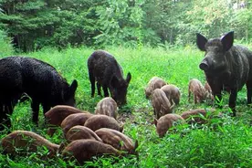 美国野猪泛滥成灾，为什么宁愿损失十亿美元，美国人也不吃野猪？图片