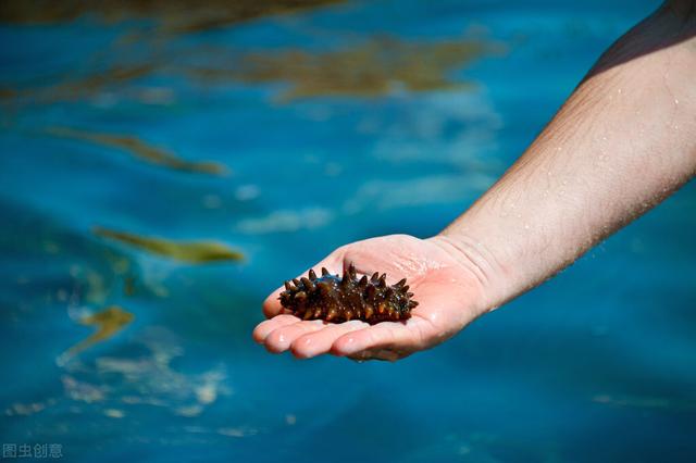 海参的吃法海参的营养价值及功效 2026年海参的吃法与功效