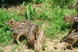 农村新型“四大害”，祸害农民粮食减产惨不忍睹，农民却束手无策图片