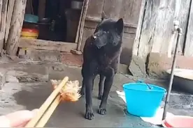 土狗看见筷子上的肉，宁愿流口水也不去吃：懂事得让人心疼图片