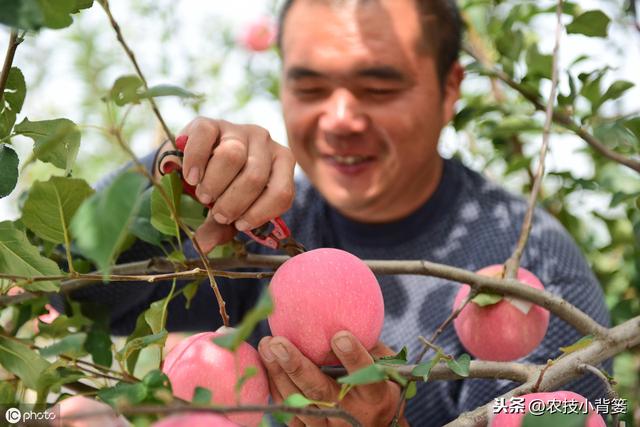 果树落花落果是啥原因造成的？如何保花保果才能使果园后期高产？