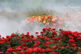 南阳市月季大观园今日开门迎客图片