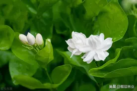 栀子花叶片发黄的主要原因和应对策略图片