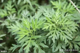 艾草，艾蒿图片