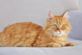 短毛种猫有哪些品种？（二）图片