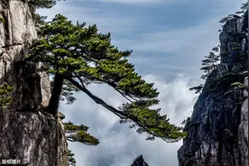 刘桢《赠从弟·其二》咏物言志，由表及里，由此及彼，寓意高远图片