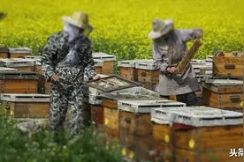 号称养蜂业上的先进技术，野生中蜂却实力打脸，蜜蜂智慧不简单图片