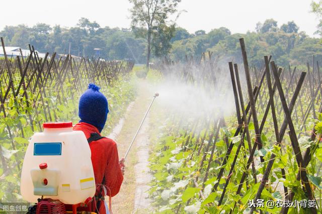 叶面肥使用看似简单，但未必人人能用对！10个方法教你提高肥效