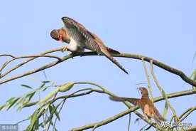小鸟喂大鸟的过程图片