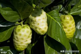 公认最难吃的5种水果，榴莲都没上榜，全吃过的我敬你是条汉子图片