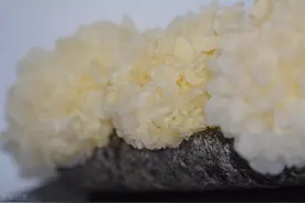 友情提示：珍爱生命，远离鲜银耳图片