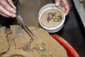 短篇：捉蝎子图片