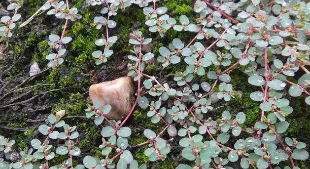 养鸡人都在收藏，农村随处可见廉价中草药，养鸡调理肠道用这些