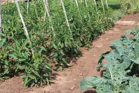 种植黄瓜、辣椒、西红柿，老人总喜欢用醋喷洒，你知道为啥吗图片