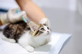 养猫科普｜猫咪常见7大疾病，解决攻略超全汇总图片
