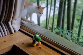 雨中寻猫，细雨绵绵下，主人与小猫一起傻傻望风景图片