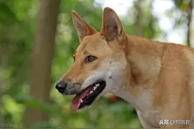 故事：书生被打得流血，伏地痛哭，忽来一半瞎老者说：我教你一招图片