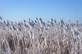 十八年的养育之恩：我苦命的养父和养母图片