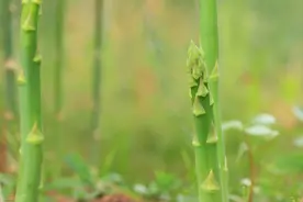 芦笋栽培技术，想要得到高产量，还要用心去管理图片