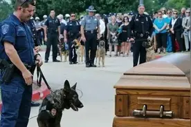 警犬执行任务，不幸中弹身亡，数千人出席“英雄”的葬礼图片