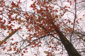 医学生的素养——“医学是什么”读书报告图片