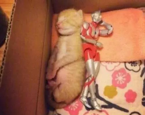 自从猫咪有奥特曼陪伴后，变得异常活跃，看到相处模式主人舒服了