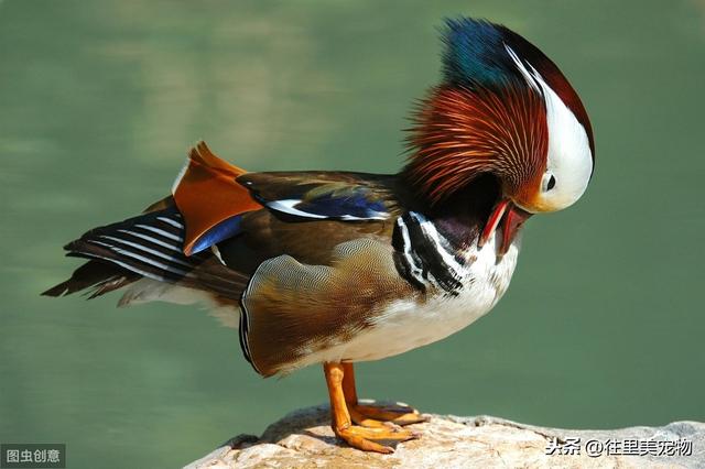 详解宠物鸟饲养过程中，常见内、外科疾病的症状及防治方法