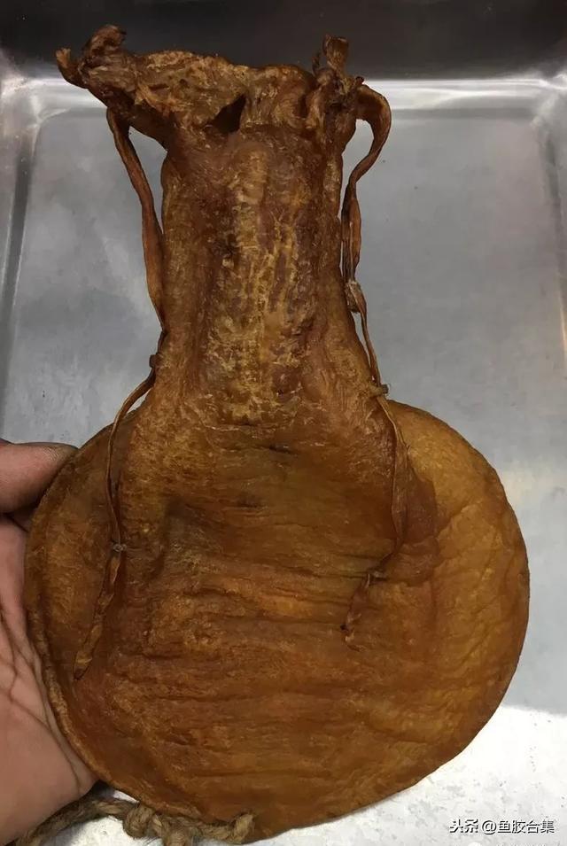 蜘蛛肚花胶价格 2026年蜘蛛片花胶