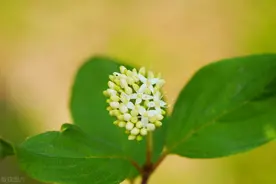 因为喜欢过，因为心中还深爱着，所以才有千般的不舍图片