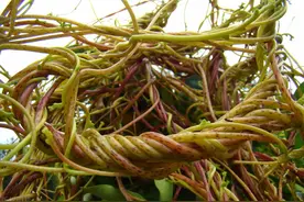 农民恨之入骨的植物“吸血鬼”，却因平补阴阳、固精被称作黄金藤图片