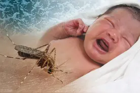 澳大利亚气象局：潮湿夏天蚊子激增，或引发致命疾病图片