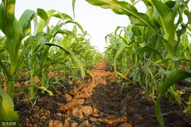 你知道水果玉米的高效栽培技术吗？来了解一下吧图片