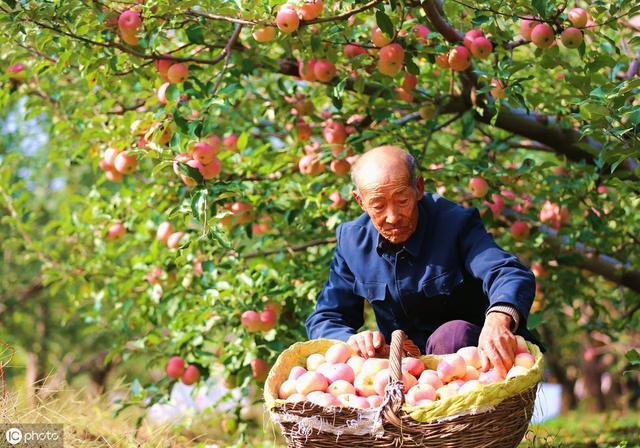 苹果进入采收期，要严防水心病的侵害，教你如何防治延长贮藏时间