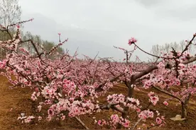 春日桃花别样红图片