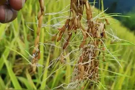 水稻收获期遇连阴雨天气怎么办？水稻育种专家杨远柱提出建议图片