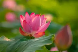 雨后大明湖荷花美如画，我与文豪只差一首诗的距离！图片