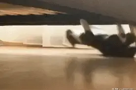 这是什么品种的猫？竟然还倒着爬床底！猫咪：我，蜘蛛猫图片