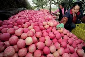 山东、新疆、甘肃、陕西，哪里的红富士苹果最好吃？图片