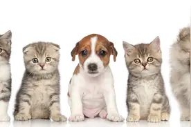 宠物店如何建立社群引流推广变现？又该如何运营？（下）图片