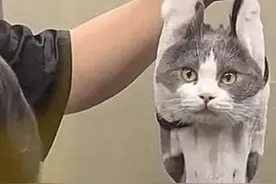 猫咪知道要剃毛一直挣扎，过了会没动静了：为什么要受这种委屈图片