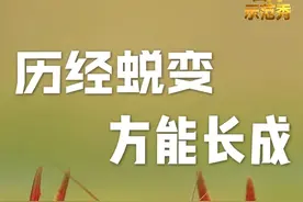 『田间示范秀』让小龙虾快快长大图片