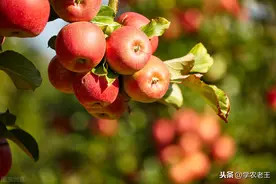 不想早期落叶？9月苹果谨防褐斑病！掌握防治技巧，果农高枕无忧图片