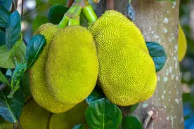 “热带水果之王”木波罗，其生物特性及育苗繁殖，你知道吗？图片