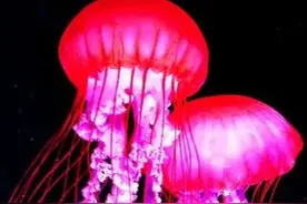外国摄影师在海底拍到的这一幕，看完惊呆了图片