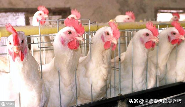 关于家禽免疫，一般兽医不会告诉你的8件事