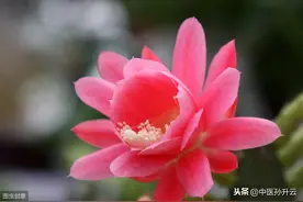 广东省全国名中医简介-出诊医院，主治疾病图片