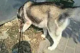 哈士奇在外面回来后怀孕了，主人以为肯定会生下串串，后来反转了图片