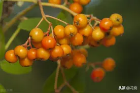 春节临近，养这6种观果盆栽，好养颜值高，寓意还好图片