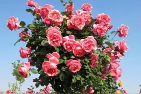 学一门“手艺”，把玫瑰花养成“玫瑰树”，开花翻倍，太美了图片