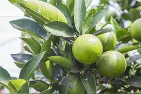 柚子高效种植技术，综合虫害发生的规律及特点，提高柚子的生长图片